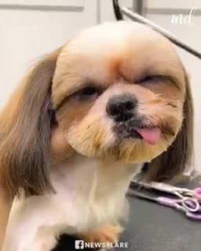 Pet Shih Tzu makes hilarious face while getting groomed 😂