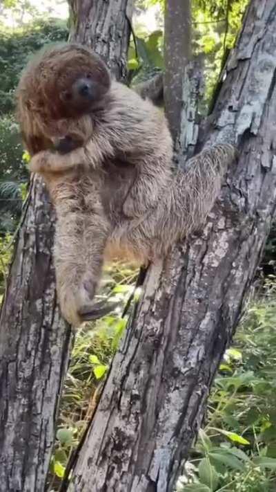 Sloth mom extends hand to the photographer who helped her baby