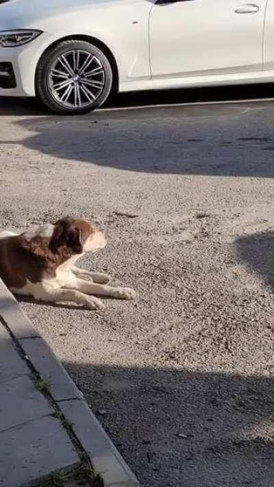 🔥 Dog singing evening prayers in Izmir, Turkey : funny ||...