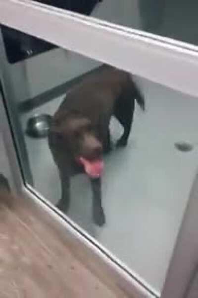 Uncontrollable tippy taps right before adoption