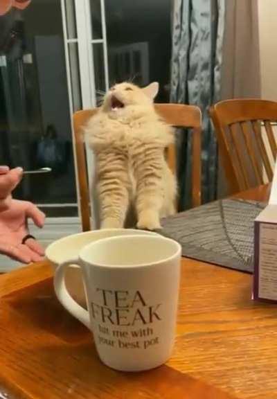 Cat tries some ice-cream