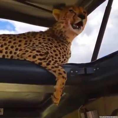 A cheetah finds no shade