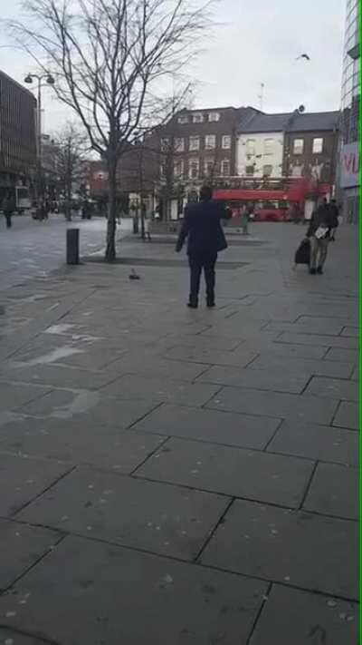 HMF while I try to revive this pigeon