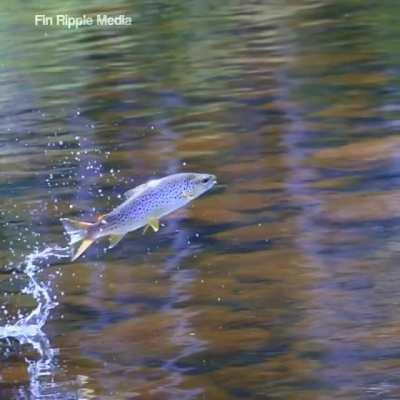 Leaping trout catches a dragonfly