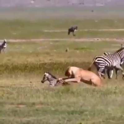 A lioness bites and eats a young zebra in front of her helpless family.