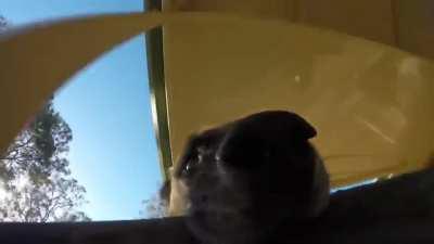 When dog steals GoPro