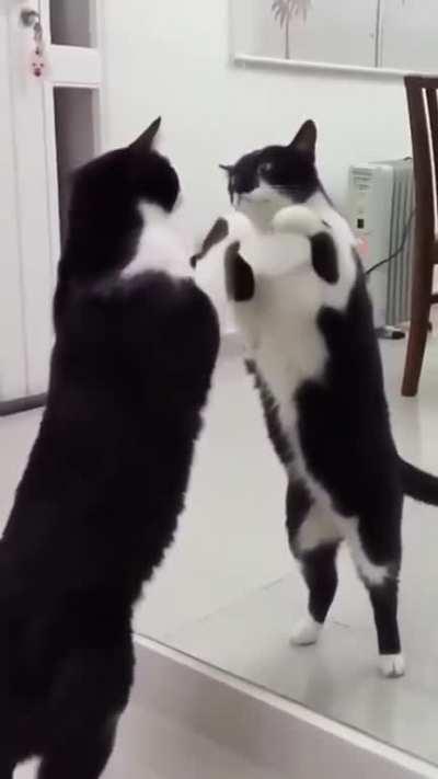 Kitty playing with his reflection