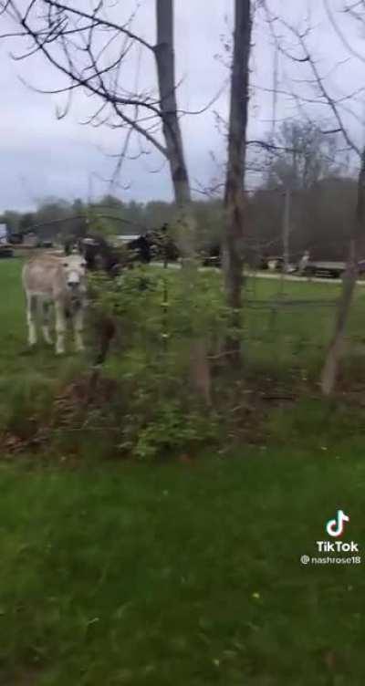 Donkey laughing at dog freakout