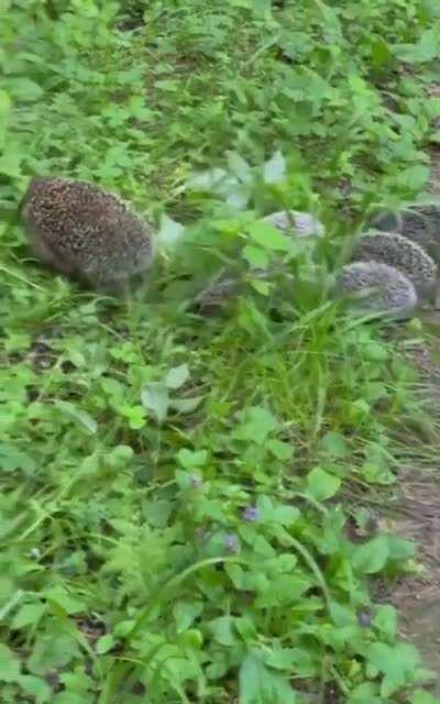 Mama hedgehog and her hoglets