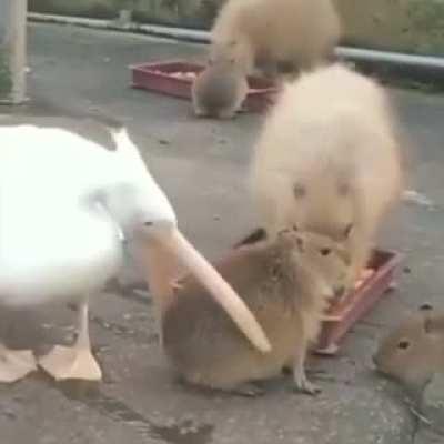 Capybara doesn't give a fuck that he's being eaten