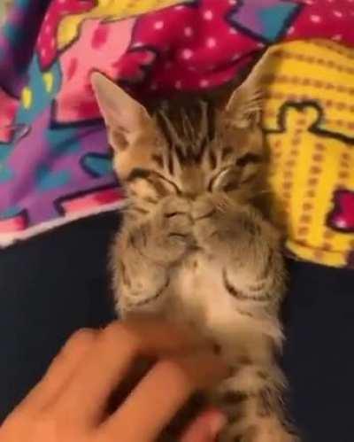 Sleepy kitten doing a face hug