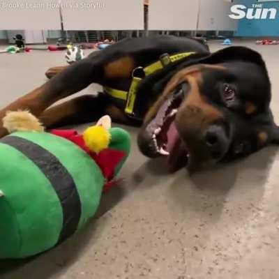 Rescue dogs choosing their own toy for Christmas. D'aww!