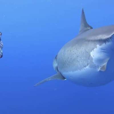 Ocean Ramsey and her team encountered this 20 ft Great White Shark near the island of Oahu, Hawaii. It is believed to be the biggest ever record.