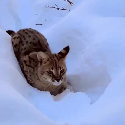 House Cheetah in Fresh Snow