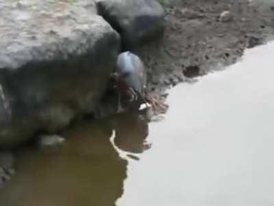 Just a bird. Using a bread as a bait to catch fishes.