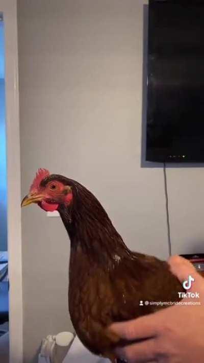 🔥 TIL that chickens can keep their heads stable while their whole body is being moved