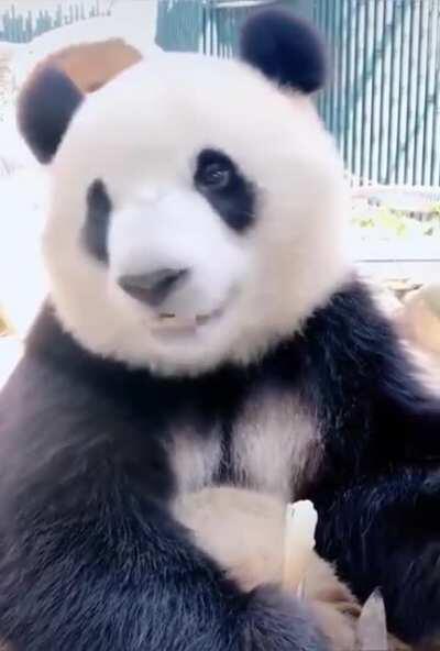 Panda eating Bamboo