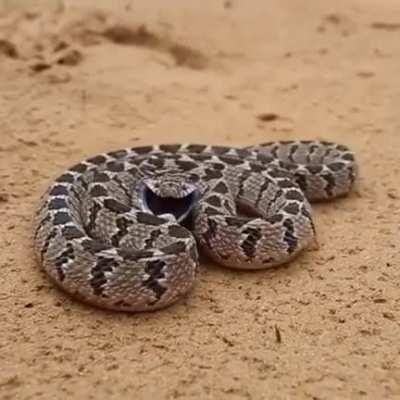 🔥 The defensive display of the Rhombic egg eater snake