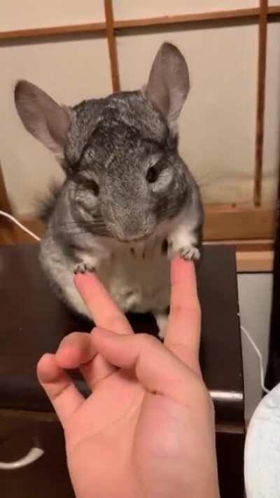 Accommodating chinchilla plays along with human's game