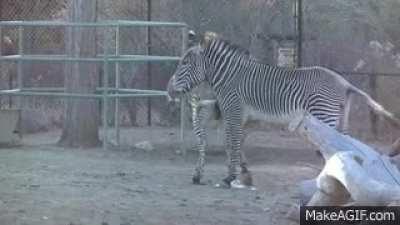 Since grevy zebras are solitary and rarely meet a mare twice, they relie on large ejaculations to give tem an edge in reproduction.