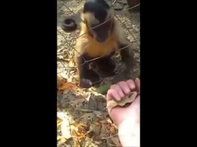 Monkey teaches human to crunch leaves