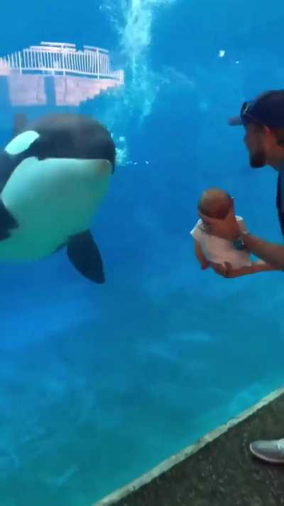 An orca curiously watches a human baby