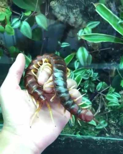 The Amazonian giant centipede