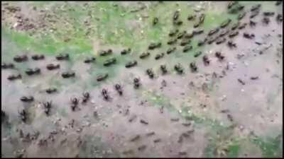 🔥 A trail of termites (up) and a trail of ants (down), both protected by a row of their soldiers in a stand-off, without fighting.