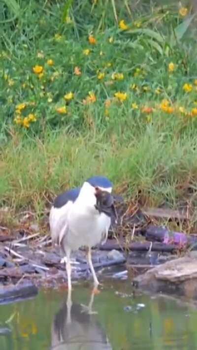 Heron providing a duckling a warm place to sleep, forever.