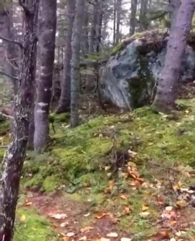 The ground looks like it's breathing in this Quebec forest.