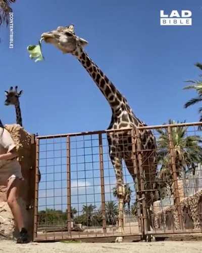 Just a nice day feeding the Giraffe at the Zoo...