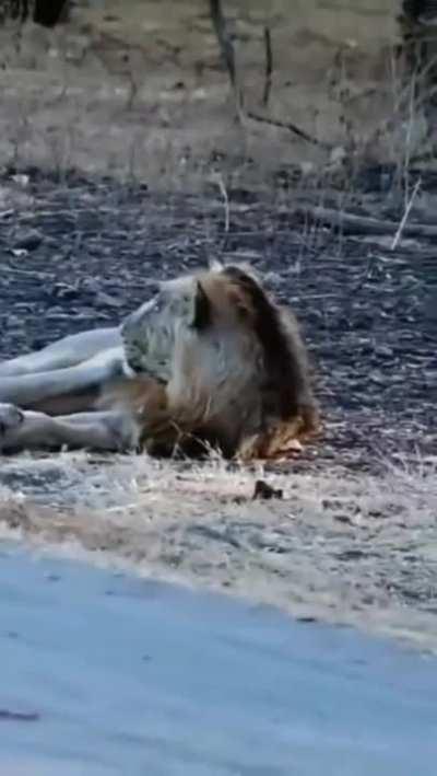 People on bike passing by an Asiatic Lion in Gir National Park, India.