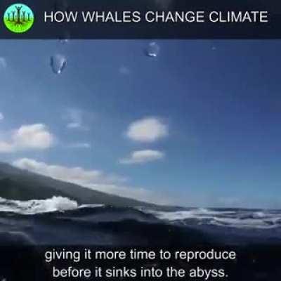 Whales and their effect on the oceans