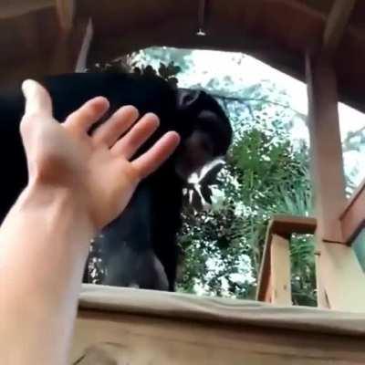 The impressive strength of a chimp