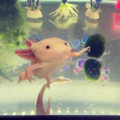 The axolotl at my work- Mizu