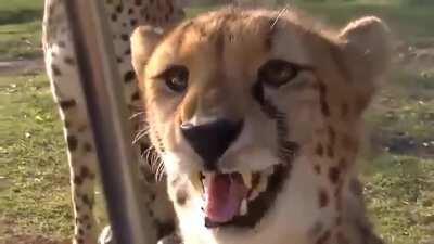 Meowing makes cheetahs all the more deceiving, they lure you In with that meow then BAM ! You get cuddles.