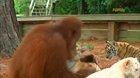 These cubs love their mum, even though she looks different