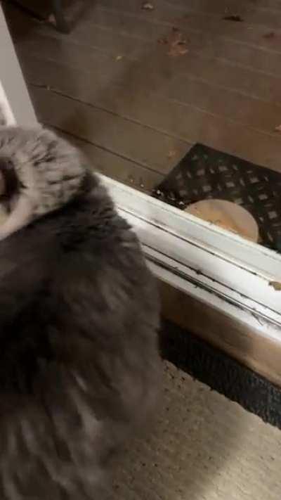 Indoor cat doesn’t like outdoor cat