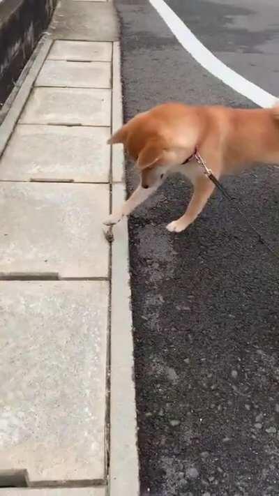 Dog touches insect and instantly regrets it.