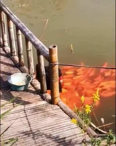 🔥 🔥 🔥 Black Swan Feed Fishes...