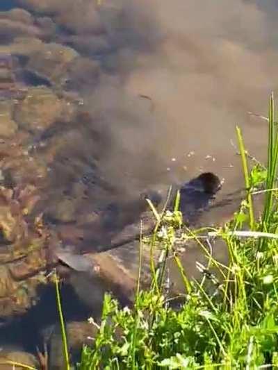 🔥 Platypus swimming in a creek