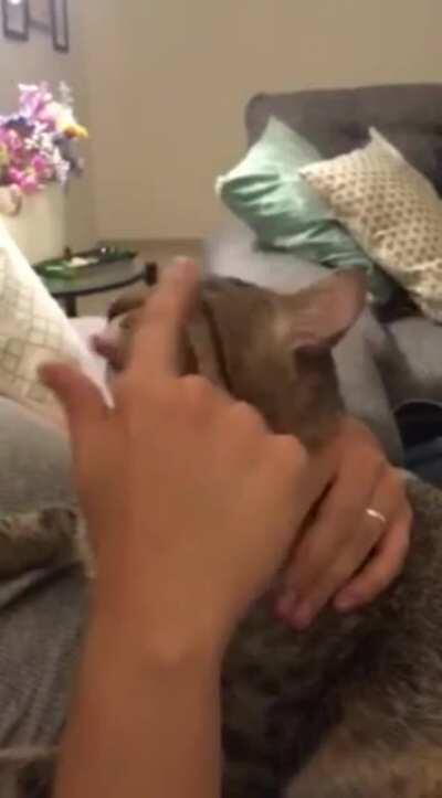 Rescue cat allows human to help groom him