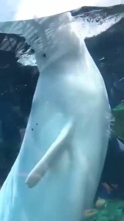 A beluga whale soaking people and then laughing about it