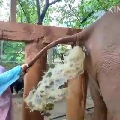 An elderly elephant became severely constipated