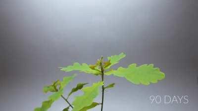 Time-lapse of an acorn in a bottle of water