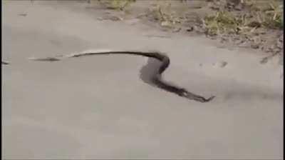400px x 224px - ðŸ”¥ ðŸ”¥ Venomous Snakes can accidentally or purposely kill th...