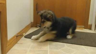 Puppy vs door stop