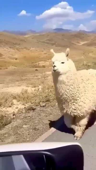 Alpaca