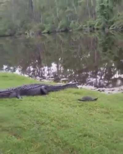 Crocodile die inside