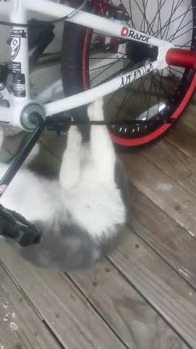 Rufus had never encountered a bike before